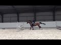 Show jumping horse Spring/Gelderse merrie