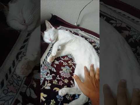 sleeping cat #shorts #viralvideo #catvideos #catlovers #dameungrrr