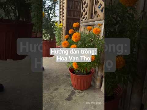 Hướng dẫn trồng: hoa Vạn thọ trong chậu đây ạ #hatgiongrangdong #rangdongseeds