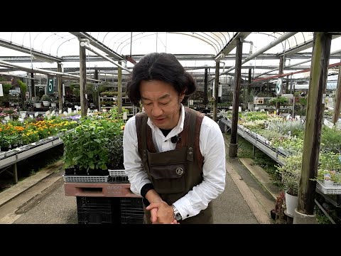 【お知らせ】ガーデンガーデンお休みします【カーメン君】【園芸】【ガーデニング】