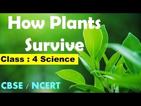Class 4th SCIENCE |  How Plants Survive | CBSE / NCERT Syllabus | Adaptations in Plants