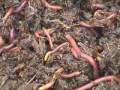Агрокурьезы: Калифорнийские черви