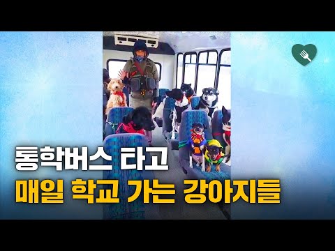 스쿨버스 타고 매일 통학하는 강아지들