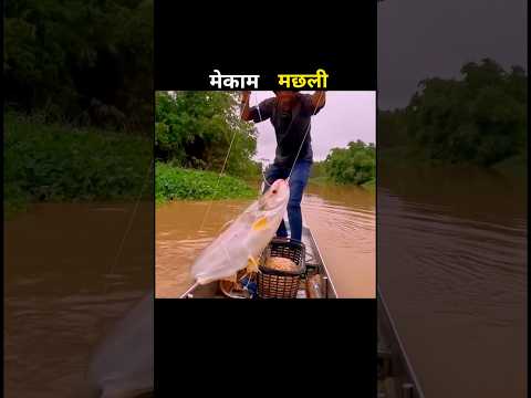मेकाम मछली 😱 #aivideo #fishing #fascinatinginformation #amazingfacts #youtubeshorts