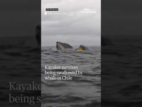 Whale swallows kayaker briefly before spitting him out