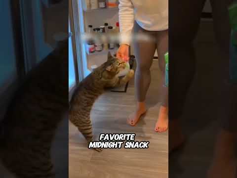 Cat Explores Literally Everything😼😂