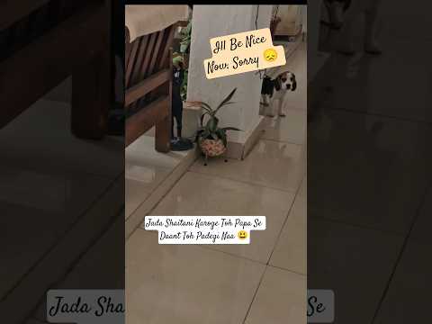 I'll Be Nice Now, Papa 😮💨😌 #dog #pets #doglife #dogshorts #puppy