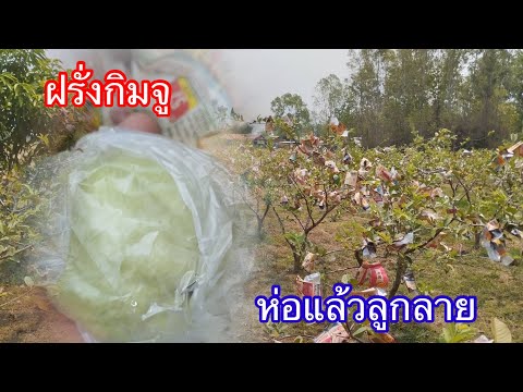 ห่อฝรั่งกิมจูGuavaบ้านสวนกิตติ