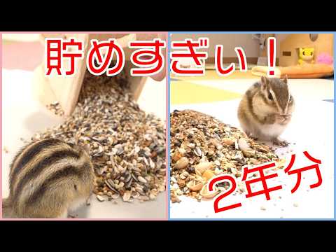 貯め過ぎたリス~2年分ダイジェスト~