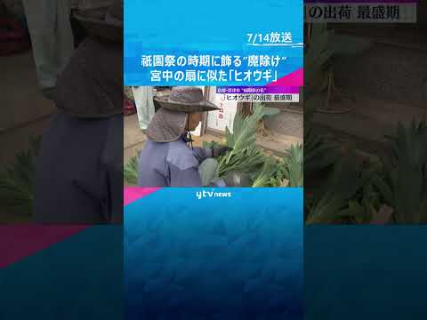 ヒオウギの出荷最盛期　祇園祭の時期に”魔除け”として飾る　宮中で使われた木製の扇のような形　#shorts #読売テレビニュース