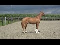 Dressuurpony Nieuwe video FEI pony prospect