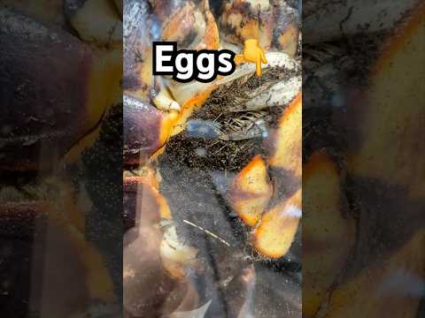 Breeding Zombie Crabs⁉️ 