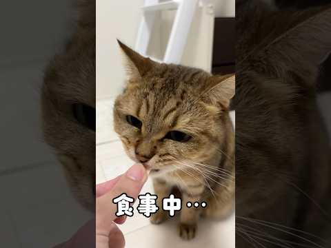 猫と子ライオンの微笑ましい瞬間：ささみを食べさせてみました サムネイル