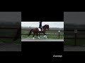 Dressage horse Bomproof, talentvolle 4 jarige nakomeling van Erdinger