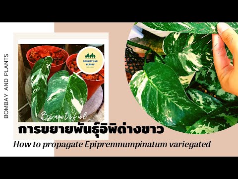 การขยายพันธุ์อิพิด่าง|Epipre