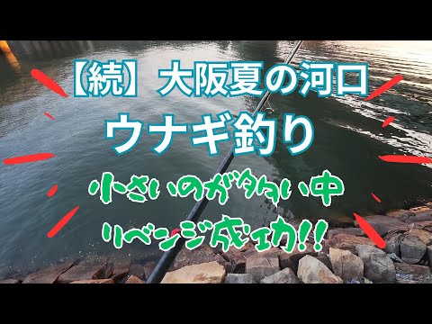 【続】大阪夏の河口でウナギ釣り ～数釣りゃお土産サイズも出る！？～