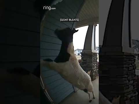 Rogue goat bursts into couple's home!