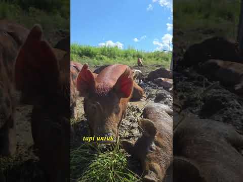 tahukah kamu,babi tidak berkeringat? #faktaunik #pengetahuan #shorts
