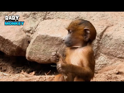 Little Baby Monkey Exploring The Surroundings With His Family