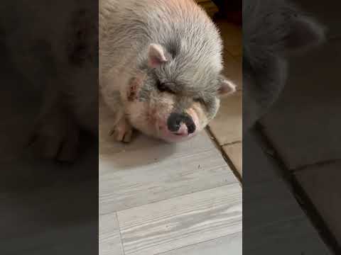 #smcfritters is enjoying the #fireplace today #pigsofyoutube