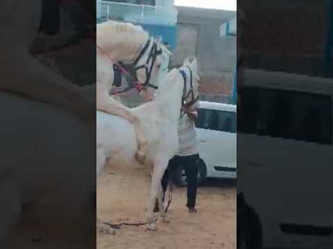 horse covering #shorts #horse #horselover #trending #horseriding #matting #ghoda #ghodi