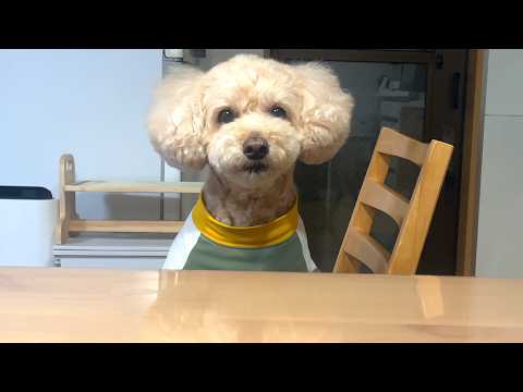真っ正面に座って不満をぶつけてくる大きいトイプードル【デカプー】【トイプードルのロアくん】【toy poodle】