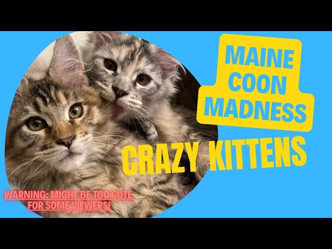 Goofy Maine Coons - Worlds Best Cats!  #cat #kittens #cute #funny #pets #mainecoon #fight #play