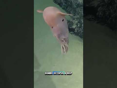 These Pets Look So Strange… But They’re Real! #reels #real #strange #pets #animals