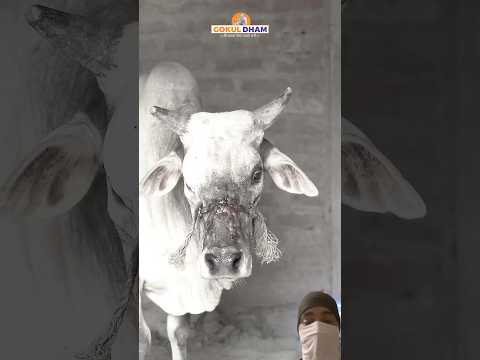 मदद कोई नहीं करता था…” देखिए कैसे गौमाता को मिली नई ज़िंदगी 🙏#shorts #cow #animals #ytshorts #cows