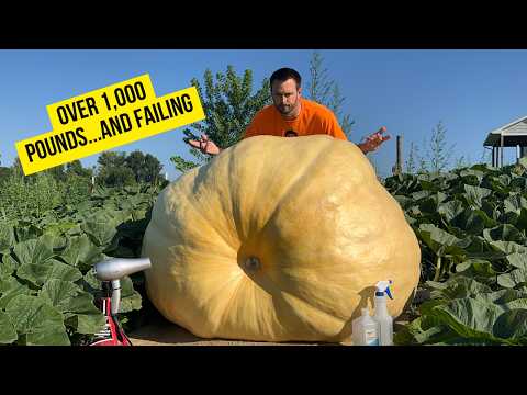 Giant Pumpkin Disaster: Can I Still Save It?