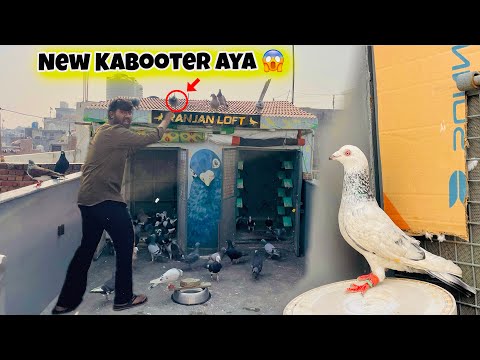 New kabootar Aya Chhat Par 🤩 | नया कबूतर आया 😱