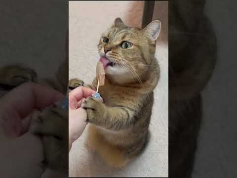 猫の動画サムネイル - 猫もアイスを食べたら頭がキーーンってなるっぽいww  #shorts