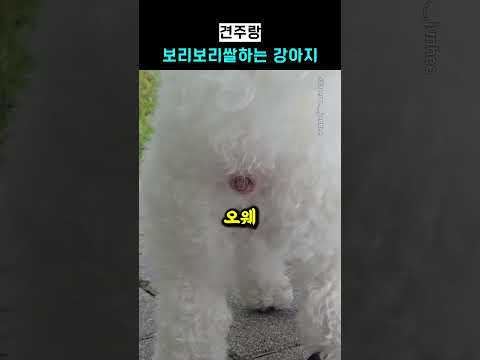 견주랑 보리보리쌀하는 <strong>강아지</strong>