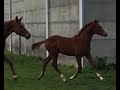 حصان الفروسية Sjieke vos, gezonde T-A stam