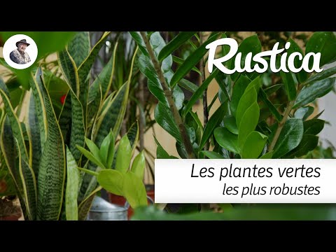 Les plantes vertes les plus faciles