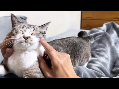 んーと鳴く合図が可愛すぎる姫猫