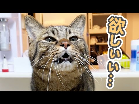 「欲しいのぉぉ…」と、世界一可愛くパパにおねだりする猫