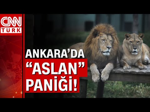 Ankara'da hayvanat bahçesinden aslan kaçtı!