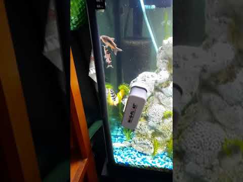 What is my bumble bee catfish doing? I never see this fish and today he is out acting crazy.