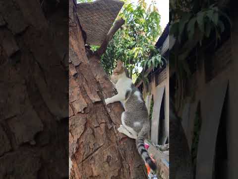 Climb down| #cat #catlover #kitten #catvideos #catsoftiktok #catstagram #cutecat #kitty #kittycat