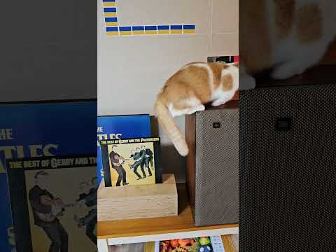 봄이 보기보다는 날렵합니다 (봄이 점프력 오해에 답함) ^^ #먼치킨 #브리티시숏헤어 #고양이 #cat