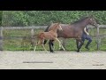 Dressage horse GP potentie merrieveulen! v. Easy Game