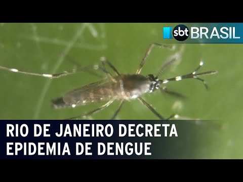 Com explosão de casos, Rio de Janeiro decreta epidemia de dengue | SBT Brasil (21/02/24)