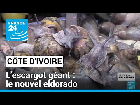 Côte d'Ivoire : le boom des fermes d'escargots géants • FRANCE 24