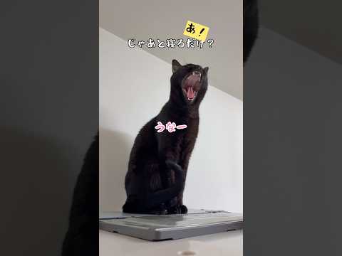 話の途中でウナーな黒猫リン
