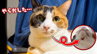 動画サムネイル