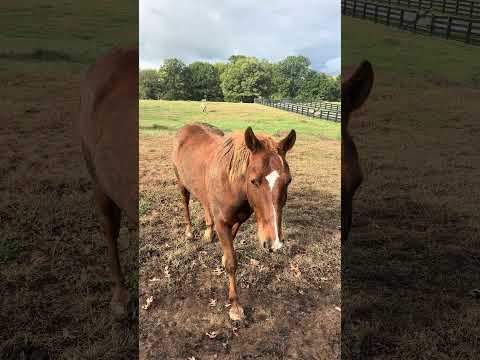 Happy Foxy Boy Friday & Happy Halloween - Fox’s walk of shame after a storm & rolling in the mud!
