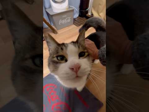 猫とかくれんぼ
