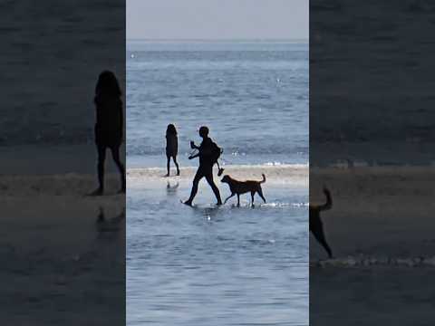 Pet lover on a beach #doglove #doglover #dogvideo