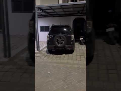 Kucing Puman Sering Jaga Rumah Dari Anjing Paulo #cat #youtubeshorts #kitten #kucing #貓咪日常 #shorts